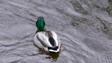 Ördekler kışın donmuş suda vahşidir. Soğuk mevsimde kuş hayatı.