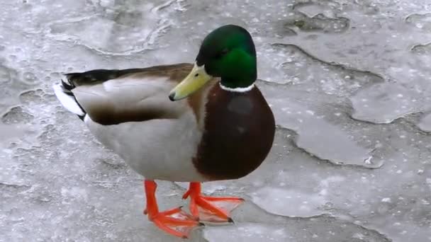 アヒルは凍った水の冬に野生です 寒い季節の鳥の生活 — ストック動画