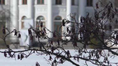 St. Petersburg 'daki Neva nehrindeki Yelagin Adası. Yelagin Sarayı 'nın kültür ve eğlence parkının manzarası - şehirde tarihi bir mülk..