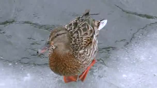 アヒルは凍った水の冬に野生です 寒い季節の鳥の生活 — ストック動画