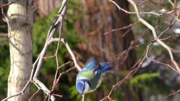 Mésange Bleue Sur Une Branche Dans Forêt — Video