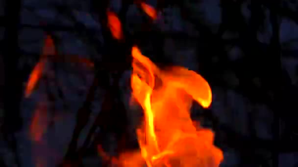 Silueta Pădurii Foc Închide Noaptea Flacăra Este Puternic Izolată Fundal — Videoclip de stoc