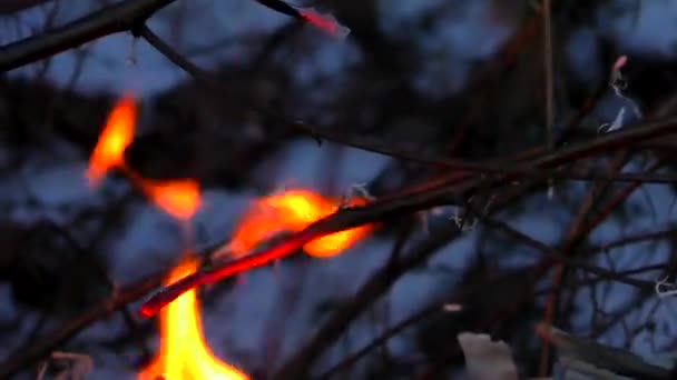 Feuerwald Silhouette Der Nacht Schließen Die Flamme Ist Stark Isoliert — Stockvideo
