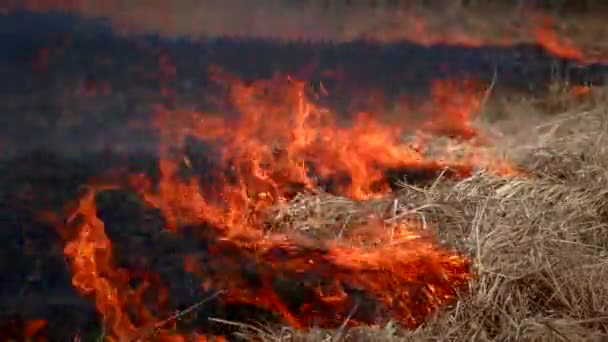 Огненный Лесной Силуэт Ночью Закрывается Пламя Сильно Изолировано Темном Фоне — стоковое видео