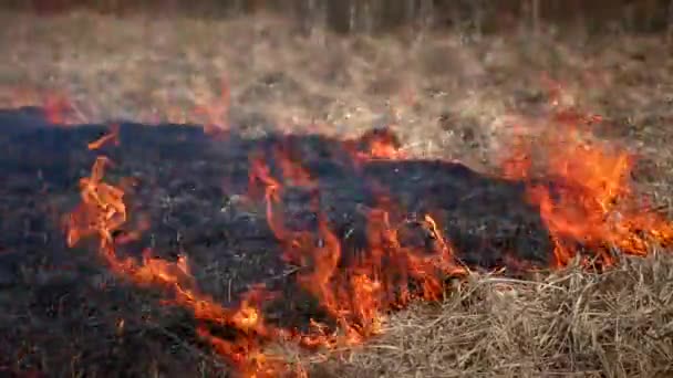 Огненный Лесной Силуэт Ночью Закрывается Пламя Сильно Изолировано Темном Фоне — стоковое видео