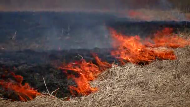 Silhueta Floresta Fogo Noite Perto Chama Forte Isolado Fundo Escuro — Vídeo de Stock