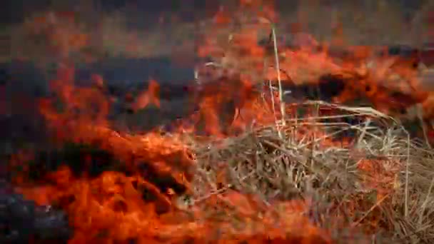 Feuerwald Silhouette Der Nacht Schließen Die Flamme Ist Stark Isoliert — Stockvideo