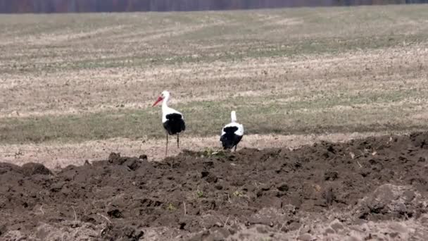Storkar Äter Ett Plogat Fält Fåglars Liv Den Naturliga Miljön — Stockvideo