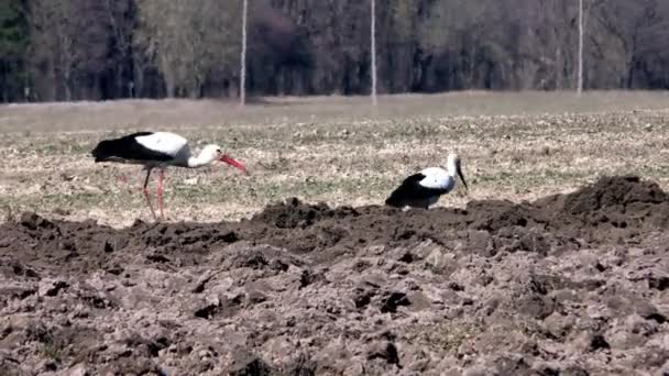 Las Cigüeñas Alimentan Campo Arado Vida Las Aves Entorno Natural — Vídeos de Stock