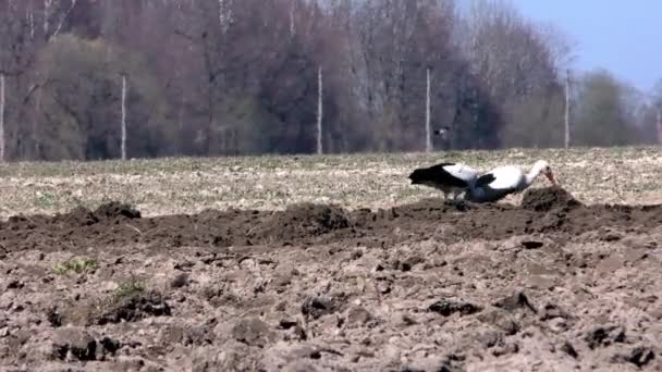 Les Cigognes Nourrissent Dans Champ Labouré Vie Des Oiseaux Dans — Video