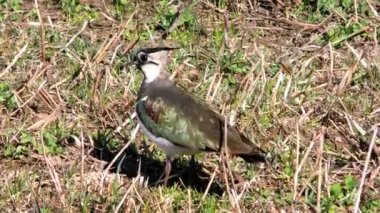 Çulluk kuşu erkeği yaklaşıyor. Baharda püsküllü Charadrii.
