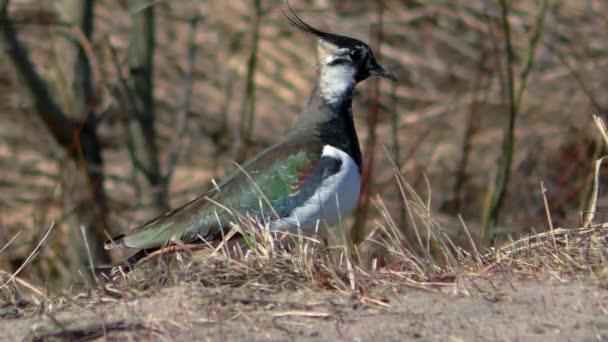 Oiseau Bécasseau Mâle Proche Charadrii Avec Une Touffe Printemps — Video