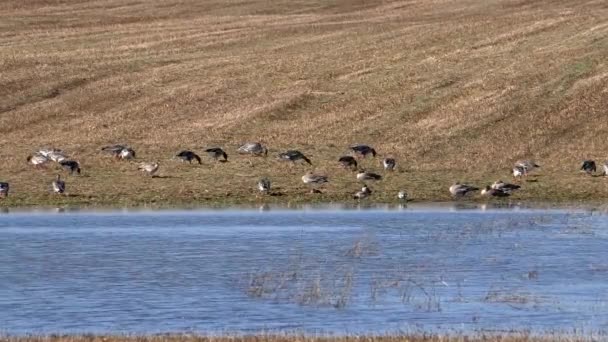 Άγρια Μεταναστευτικά Geese Στο Πεδίο Θολούρα Από Υδρατμούς Πτηνά Στο — Αρχείο Βίντεο