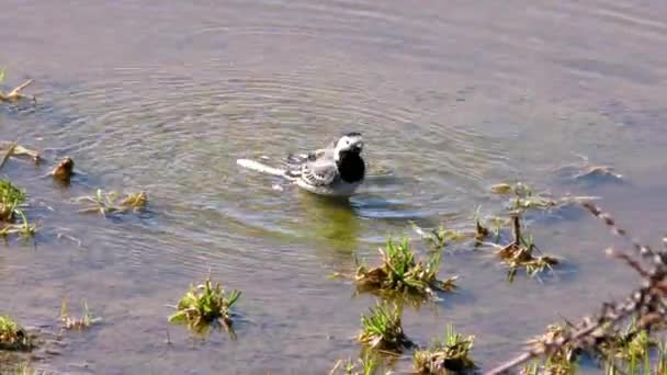 Piaskowy Ptak Blisko Charadrii Kępką Wiosną — Wideo stockowe