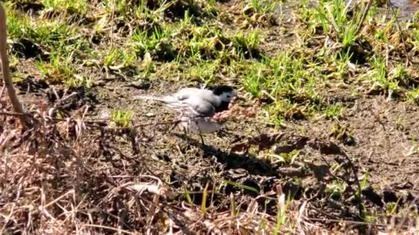 Sandpiper Uccello Maschio Vicino Charadrii Con Ciuffo Primavera — Video Stock