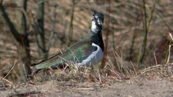 Oiseau Bécasseau Mâle Proche Charadrii Avec Une Touffe Printemps — Video