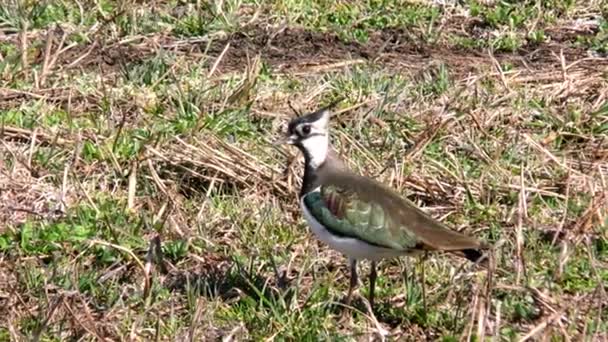 Sandpiper Fågel Hane Nära Charadrii Med Tuva Våren — Stockvideo