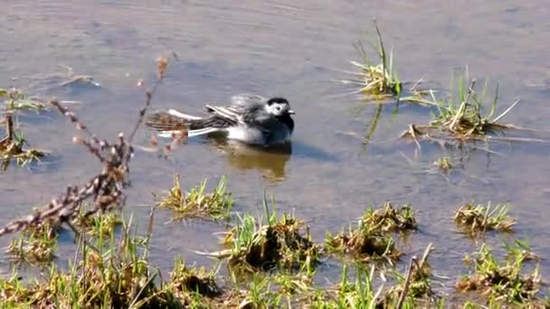 Wasserläufer Vogelmännchen Der Nähe Charadrii Mit Büschel Frühling — Stockvideo