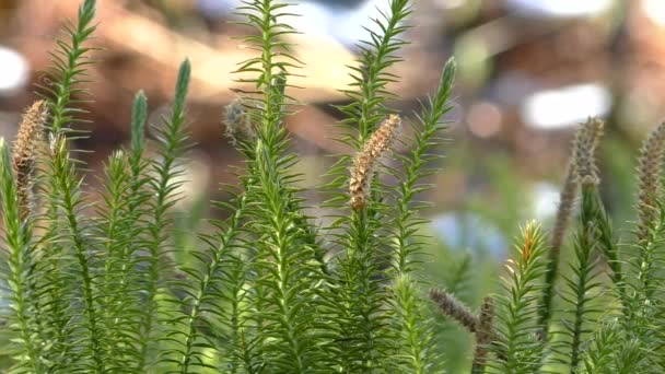 Moss Polytrichum Jaře Vegetace Divokých Lesů Přírodním Prostředí — Stock video