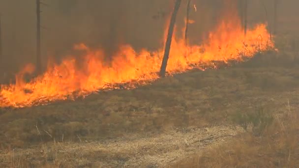 Lesní Požár Spálené Země Hořící Les Stromy Větve Listy Tráva — Stock video