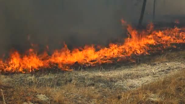 Forest Fire Scorched Earth Burning Forest Trees Branches Leaves Grass — Stock Video