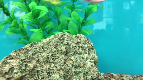 Dekorativ Fisk Ett Akvarium Bakgrund Vatten Med Flytande Fisk — Stockvideo