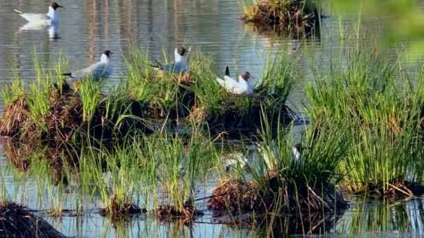 Gaviota Alimentando Polluelos Nido Las Gaviotas Cabeza Negra Anidan Cuidan — Vídeos de Stock