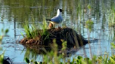 Martı yuvada yavruları besliyor. Siyah başlı martılar, doğal ortamlarında yavrularına yuva yapar ve onlarla ilgilenirler..