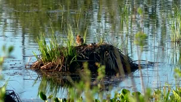 Gabbiano Che Nutre Pulcini Nel Nido Gabbiani Dalla Testa Nera — Video Stock