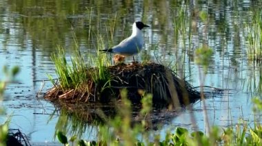 Martı yuvada yavruları besliyor. Siyah başlı martılar, doğal ortamlarında yavrularına yuva yapar ve onlarla ilgilenirler..