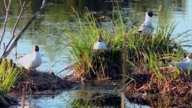 Martı yuvada yavruları besliyor. Siyah başlı martılar, doğal ortamlarında yavrularına yuva yapar ve onlarla ilgilenirler..