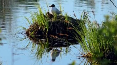 Martı yuvada yavruları besliyor. Siyah başlı martılar, doğal ortamlarında yavrularına yuva yapar ve onlarla ilgilenirler..