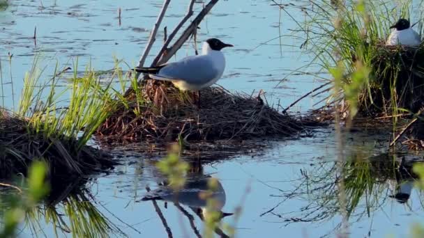 Gaviota Alimentando Polluelos Nido Las Gaviotas Cabeza Negra Anidan Cuidan — Vídeos de Stock