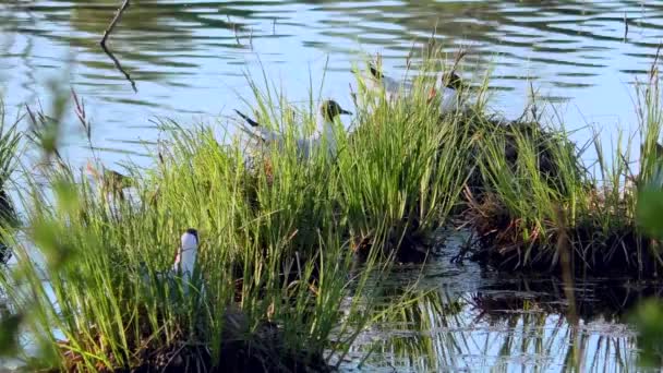 Racek Krmí Mláďata Hnízdě Černovlasí Racci Hnízdí Pečují Potomky Svém — Stock video