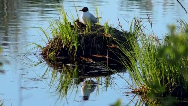 Fiskmåsen Matar Kycklingar Boet Svarthuvad Mås Och Hand Avkomma Sin — Stockvideo