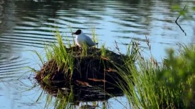 Martı yuvada yavruları besliyor. Siyah başlı martılar, doğal ortamlarında yavrularına yuva yapar ve onlarla ilgilenirler..