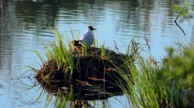 Martı yuvada yavruları besliyor. Siyah başlı martılar, doğal ortamlarında yavrularına yuva yapar ve onlarla ilgilenirler..