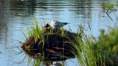 Martı yuvada yavruları besliyor. Siyah başlı martılar, doğal ortamlarında yavrularına yuva yapar ve onlarla ilgilenirler..