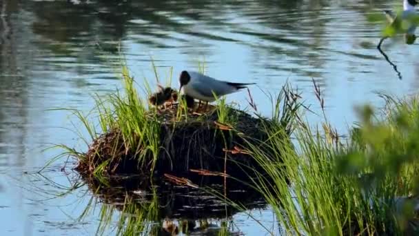 Racek Krmí Mláďata Hnízdě Černovlasí Racci Hnízdí Pečují Potomky Svém — Stock video