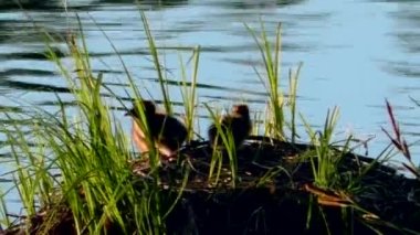 Martı yuvada yavruları besliyor. Siyah başlı martılar, doğal ortamlarında yavrularına yuva yapar ve onlarla ilgilenirler..