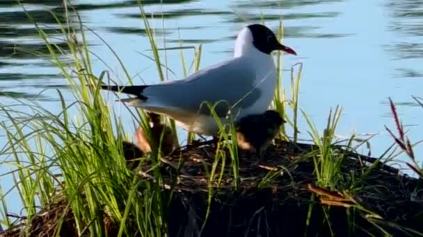 海鸥在窝里喂小鸡 黑头鸥在自然环境中筑巢和照顾后代 — 图库视频影像