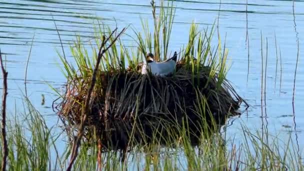 海草の餌鶏の巣です 黒頭の子牛は自然環境の中で巣や世話をしています — ストック動画