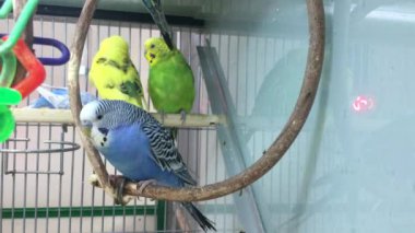 Tünekte renkli papağanlar. Kümes hayvanları kafeste muhabbet kuşları.