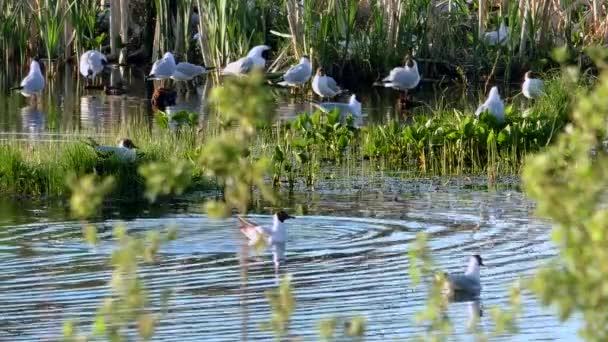 Gaviota Alimentando Polluelos Nido Las Gaviotas Cabeza Negra Anidan Cuidan — Vídeos de Stock