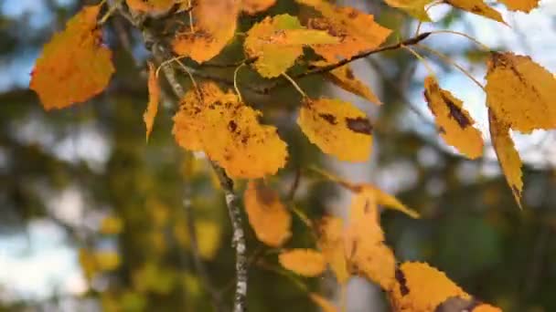 Paisagem Natureza Outono Florestal Folhas Amarelas Árvore Outono — Vídeo de Stock