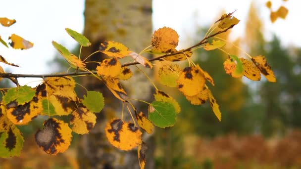 Τοπίο Της Δασικής Φθινοπωρινής Φύσης Αφήνει Κίτρινο Στο Δέντρο Φθινόπωρο — Αρχείο Βίντεο