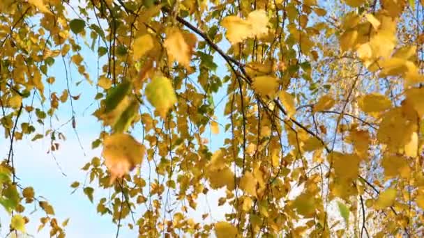 Пейзаж Лісової Осінньої Природи Листя Жовті Дереві Восени — стокове відео