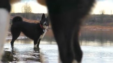 Köpekler suyun kenarında. Kırsalda yürümeyi seviyor..