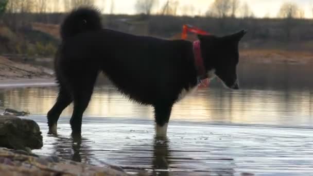 Cão Estuda Natureza Cãozinho Brincalhão Gosta Água — Vídeo de Stock
