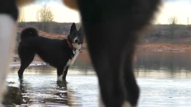 Cães Junto Água Gosta Caminhar Campo — Vídeo de Stock